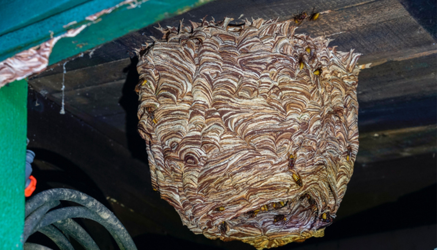 Nid de frelons au Mans : pour une destruction sécurisée, contactez Sherlock Détecte !